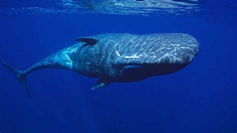 balina türleri ve özellikleri